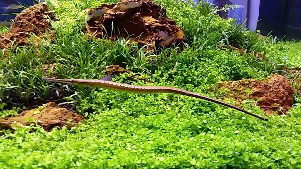 El pez pipa de agua dulce (Microphis brachyurus) Ficha Técnica