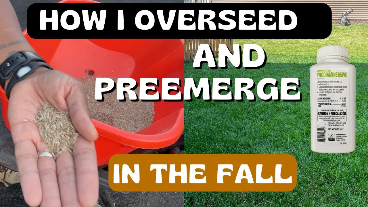 How To Overseed and Pre Emerge In the Fall and the BEST Fertilizers to