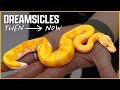 Dreamweaving: The History of Dreamsicle Ball Pythons + New Combo Reveals!