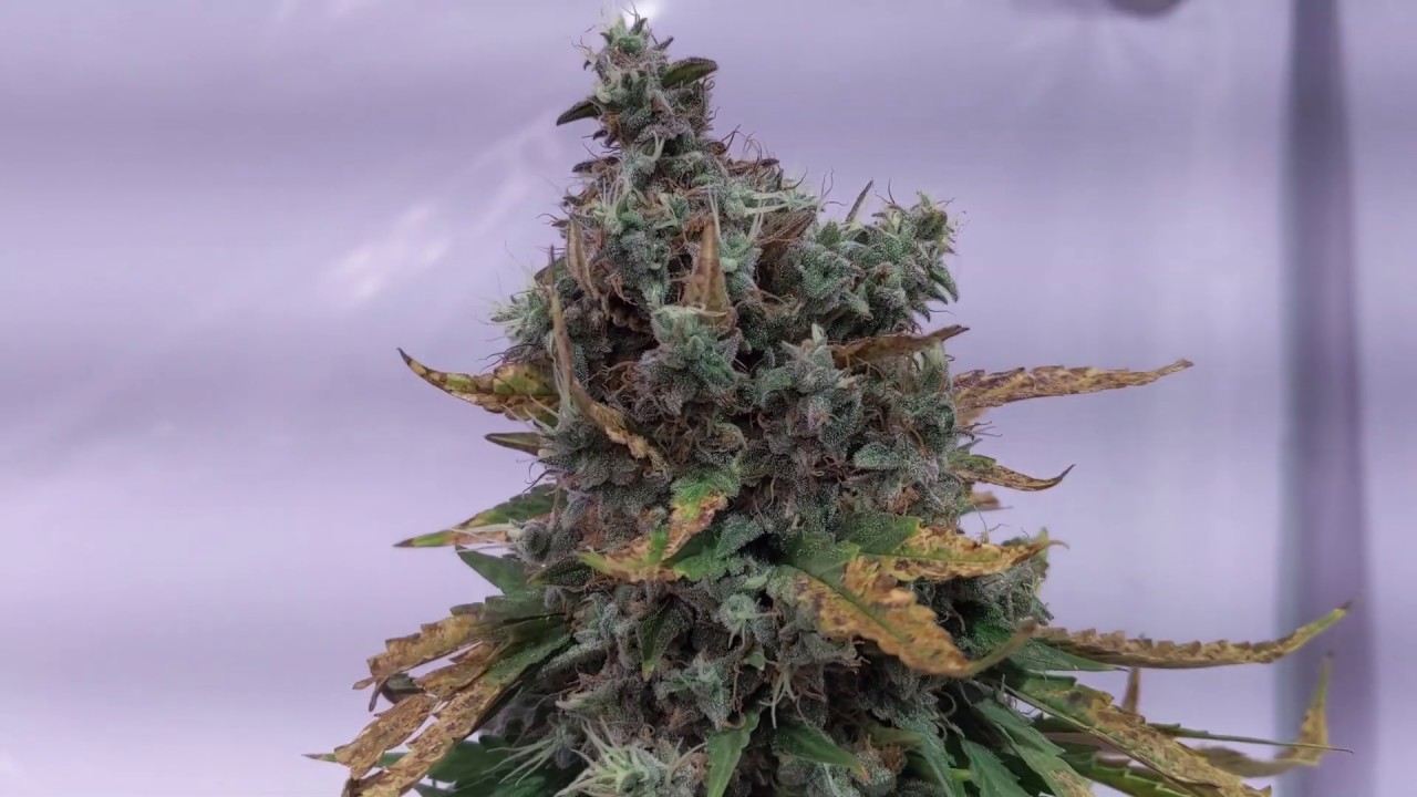 Auto Seeds Auto Chemdog - Day 78 Before harvest