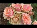 Роза Эден Романтика ( Rose Eden Romantika ) Элитная роза 24.06.2021г. г. Киев