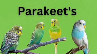 How to Care for Your Parakeet: Essential Tips for New Bird Owners