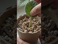 how to grow African violet flower plant.#shorts #viralshorts #gardening #indoorgardening #gardening