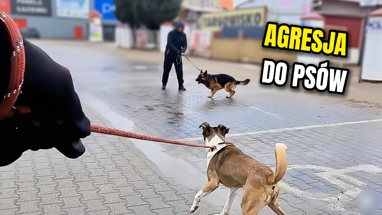 Mój pies rzuca się na inne psy – realna praca w terenie!