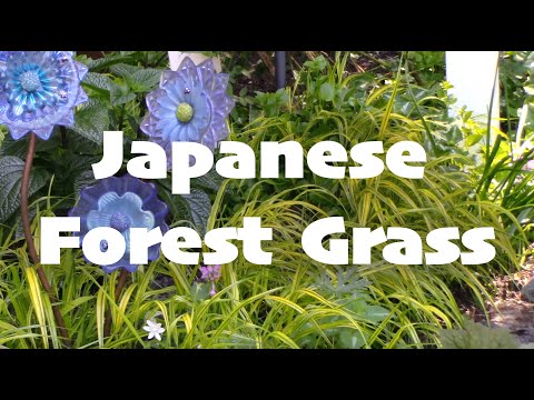 Video: Lesní tráva pěstovaná v nádobách: Tipy pro pěstování lesní trávy v nádobách