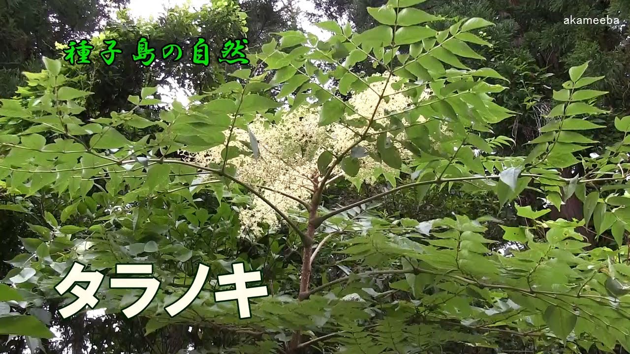 タラノキ 夏に幹の先端に大きい散形花序をだし淡緑白色の小さい花を多数咲かせた開花風景 種子島の自然 Youtube