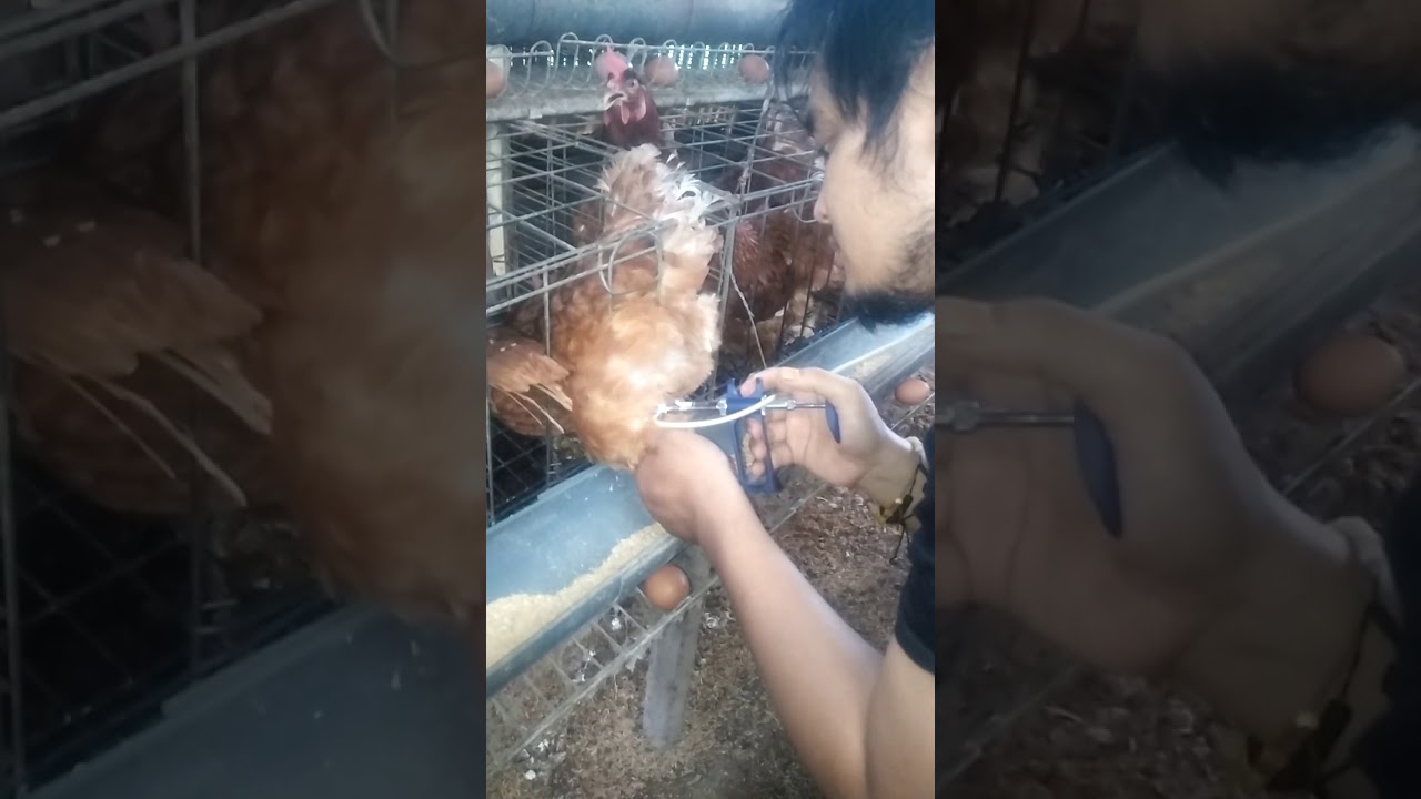 Cara Vaksin Ayam 