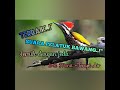 Suara Burung Pelatuk Bawang Jernih Dengan Jeda Terapi Air Masteran Murai Cucak Ijo Kacer Cendet Mp3 - Mp4 Download