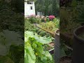 Почему лучше посеять огурчики в компостную бочку, чем на грядку?