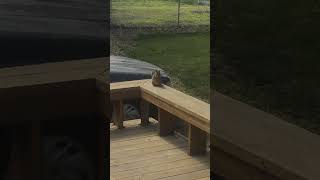 Squirrel Begging For Treats.