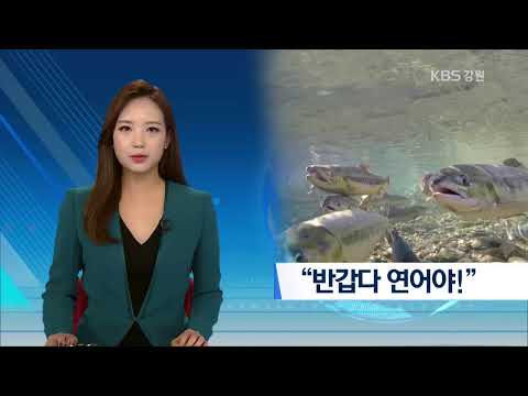 KBS 강릉 뉴스