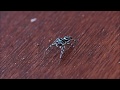 sea green jumping spider