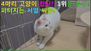 [고양이] 고양이 합사! 서열 싸움! 과연 결과는? #funnycat