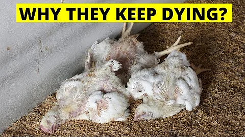 2 REASONS WHY YOUR BROILER CHICKENS KEEP DYING 😭 & REMEDIES TO SAVE THEM