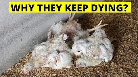 2 REASONS WHY YOUR BROILER CHICKENS KEEP DYING 😭 & REMEDIES TO SAVE THEM