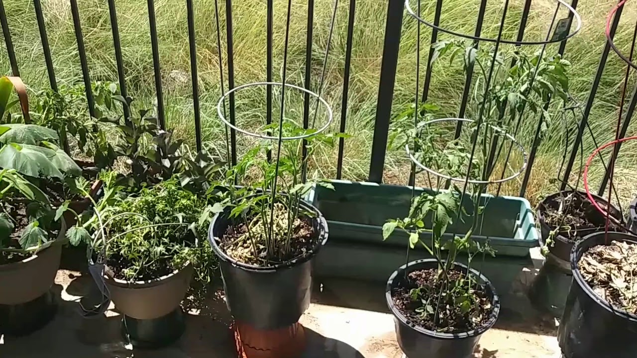 New Tomato Cages
