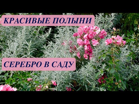 Видео: The Silver Lace Plant - выращивание серебряных кружевных лоз в саду