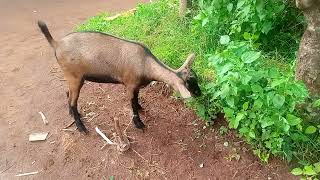 Ikirundi Ahari Impene Hari Ikiziriko Bisigura Iki? Nta Kintu Yasanzeho Yakiziga