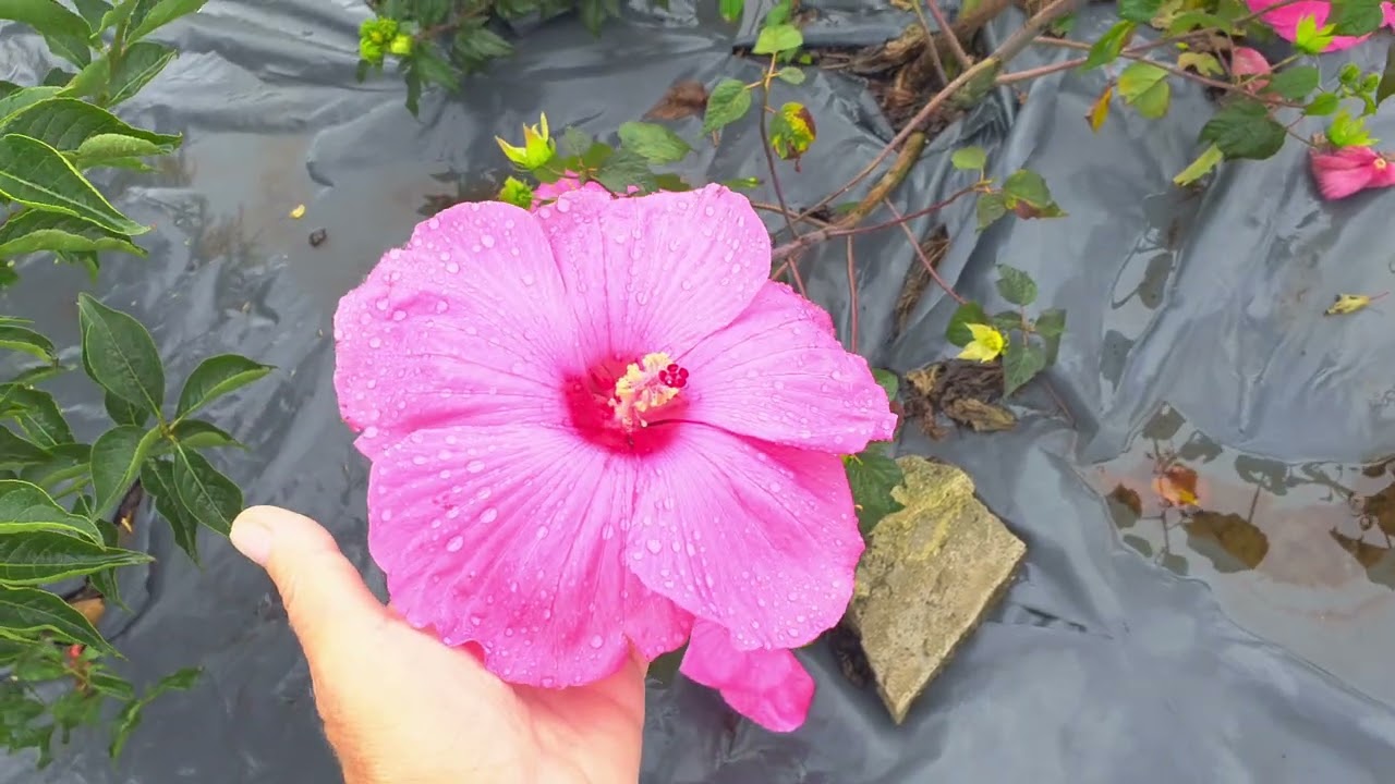 Mokry wrzesień w ogrodzie 11/09/2025