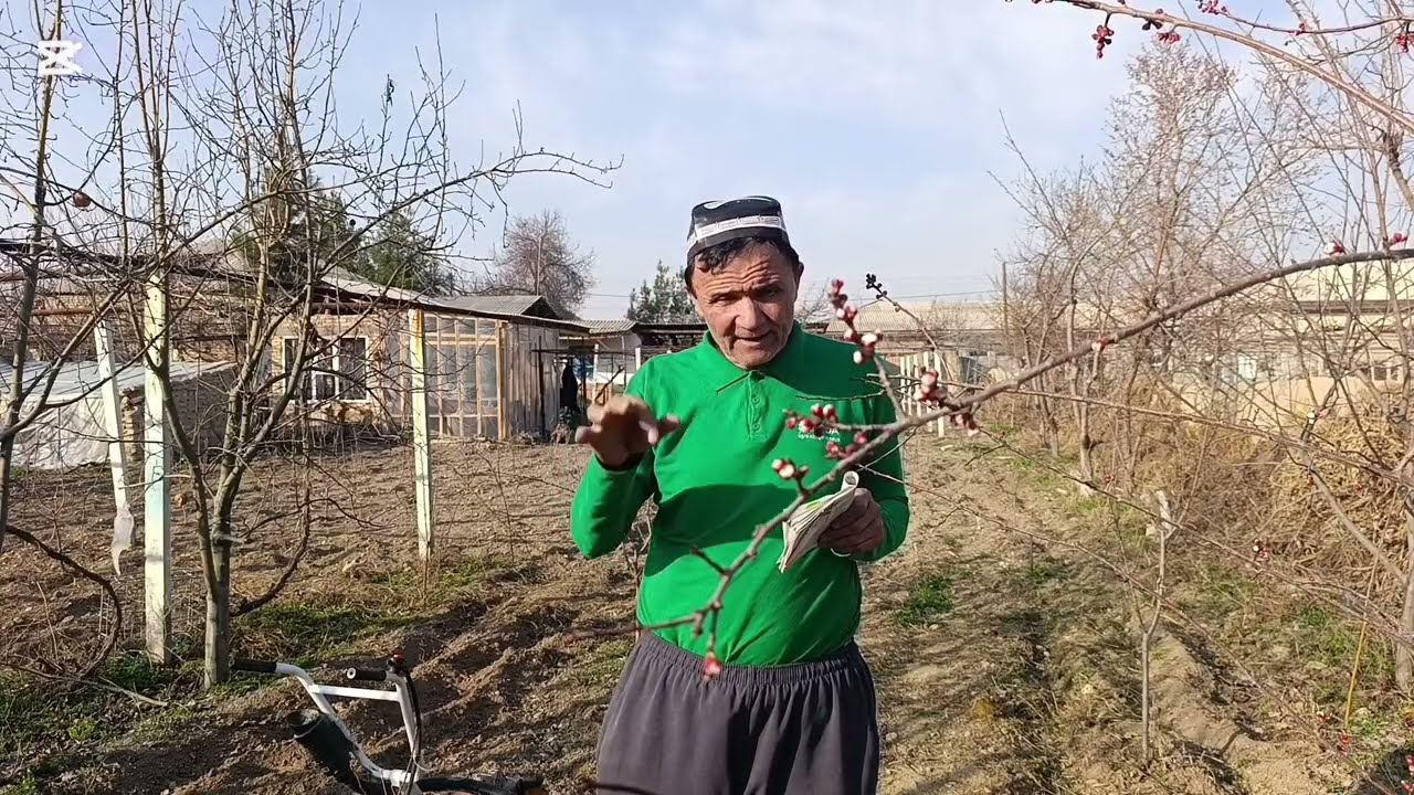 КАРТОШКА НИ УГИТЛАБ ЭКИШ УСУЛИ.998781470500