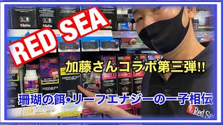 【バルーン×RED SEA】珊瑚(サンゴ)の餌リーフエナジーを海水水槽でどのように添加するかについて聞いてみた‼︎