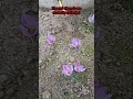 My First Time Growing Saffron