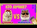 КОГО КУПИТЬ? / СИРИЙСКИЙ ХОМЯК МАЛЬЧИК ИЛИ ДЕВОЧКА? / КТО ЛУЧШЕ? / КАКИЕ ХОМКИ ЛУЧШЕ? / АЛИСА ИЗИ