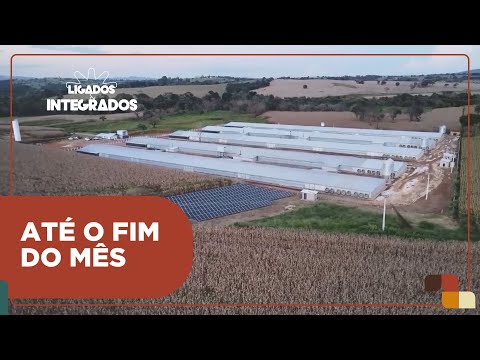 Goiás exige declaração de biosseguridade de granjas avícolas do estado | Ligados&Integrados 16/01/24