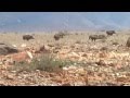 Chasse sanglier au maroc