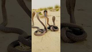 Five Cobra Snake Nagging Dance.