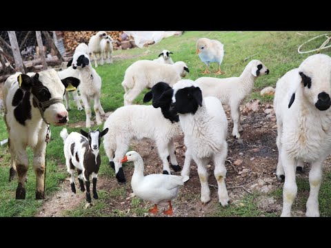 Animal Nutrition Sheep Farm Animals Goats Animal World Cats Dogs