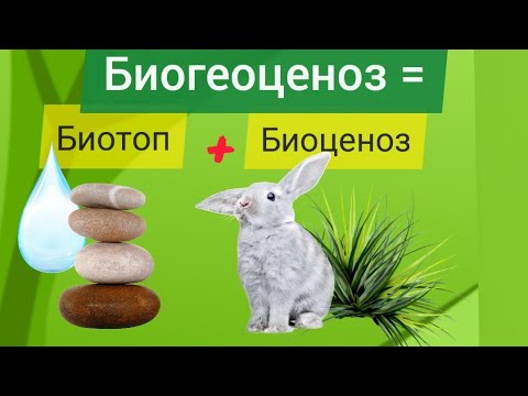 Биоценоз, биогеоценоз, биотоп. ЕГЭ