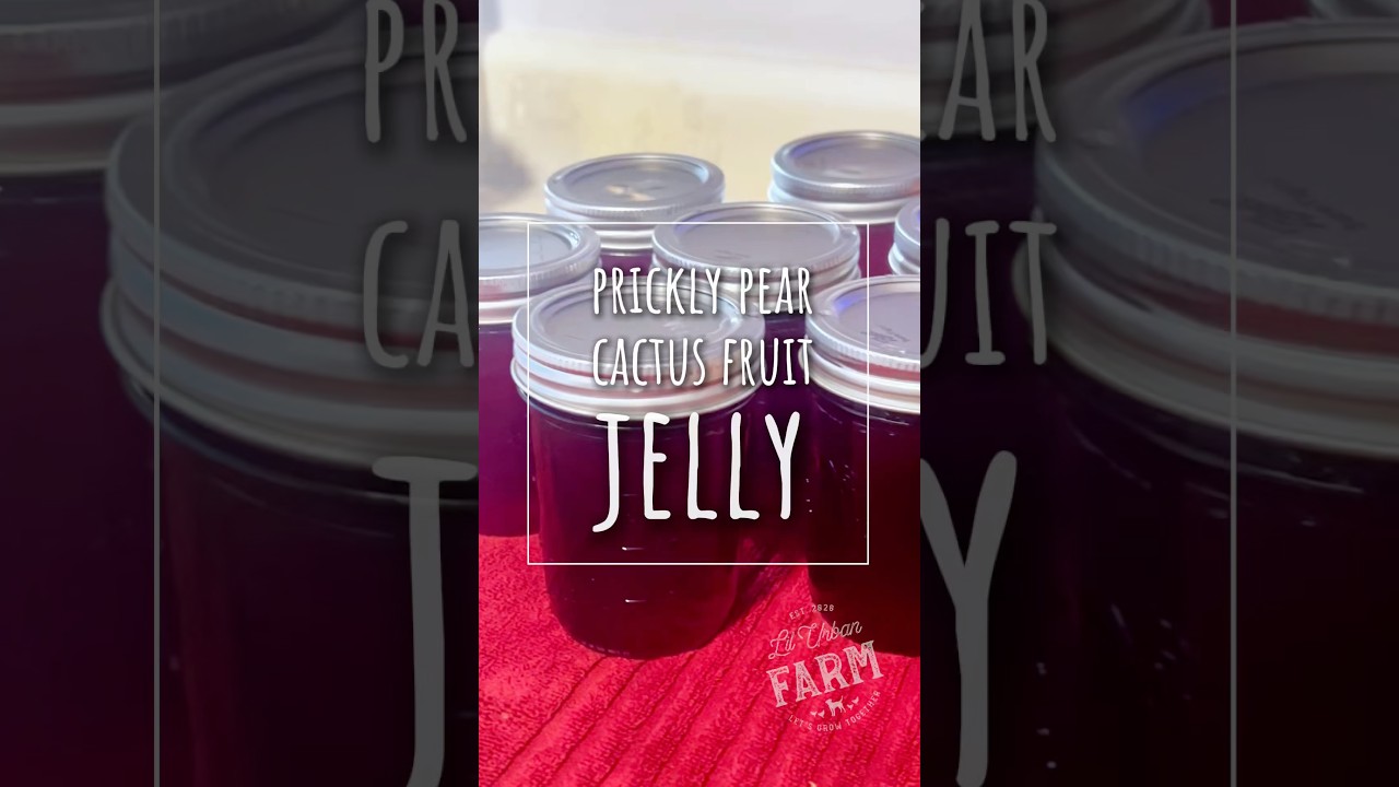 How to make Prickly Pear Jelly from Prickly Pear Cactus Fruits - YouTube
