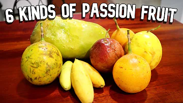 PASSION FRUITS COMPARED! (Giant Granadilla, Banana Passion Fruit, Maracuya) - Weird Fruit Explorer