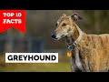 Greyhound  top 10 facts