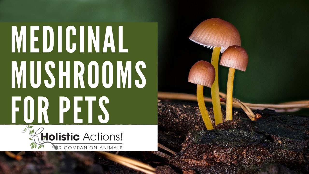 Using Medicinal Mushrooms for Pet Health Dr. Ihor Basko Holistic Actions! YouTube