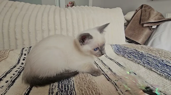 Video 9488361: siamese cat kitten, blue point siamese kitten, female siamese cat, cat kittens home, kittens growing