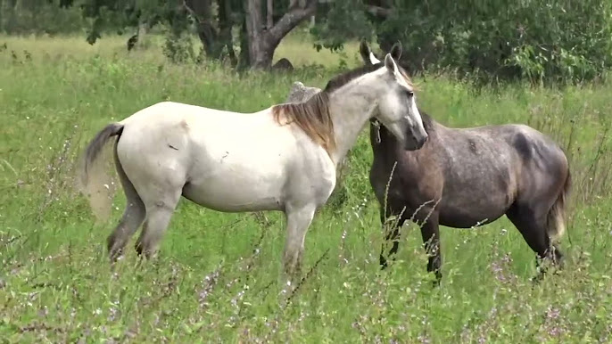 Manada de Cavalos Pantaneiros em uma Fazenda do Pantanal 