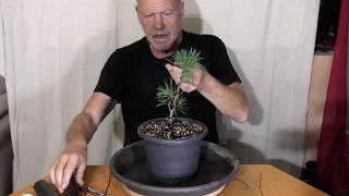 Zirbelkiefern Pläne 2027
Kanalmitglied werden und exklusive Vorteile erhalten:
https://www.youtube.com/channel/UCBtxEZP7pPGILxstOwj1PsQ/join Zirbelkiefern Pläne 2027
