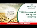 ТОП 5 растений для квартир с сухим воздухом. Ваш сад