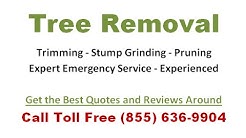 Tree Trimming Rochester NY - Free Estimates and Quotes
