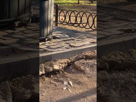 Скопление крыс заметили в Алматы