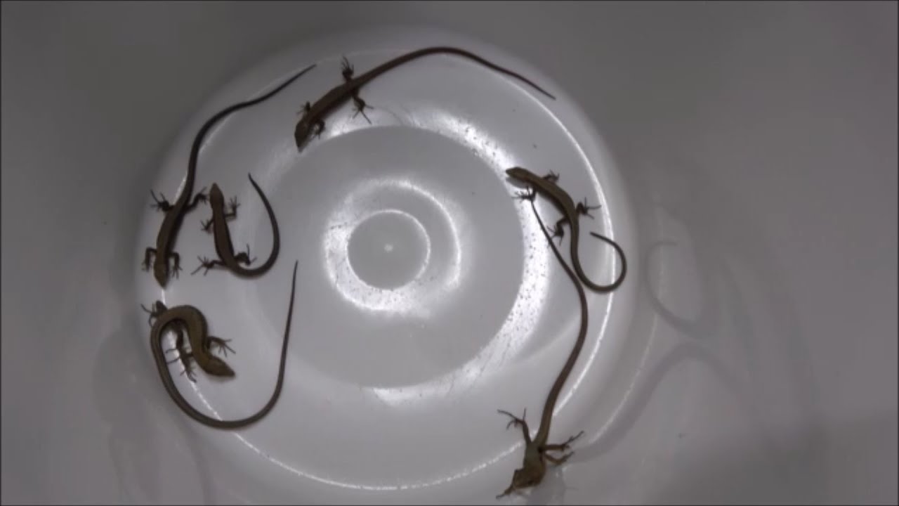 Searching for the third generation Takahashi - YouTube