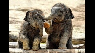 Most Cute & Funny Elephant babies Compilation | Baby Tv