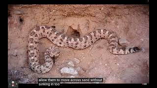 Detailed Virtual Field Trip Sonoran Desert Details