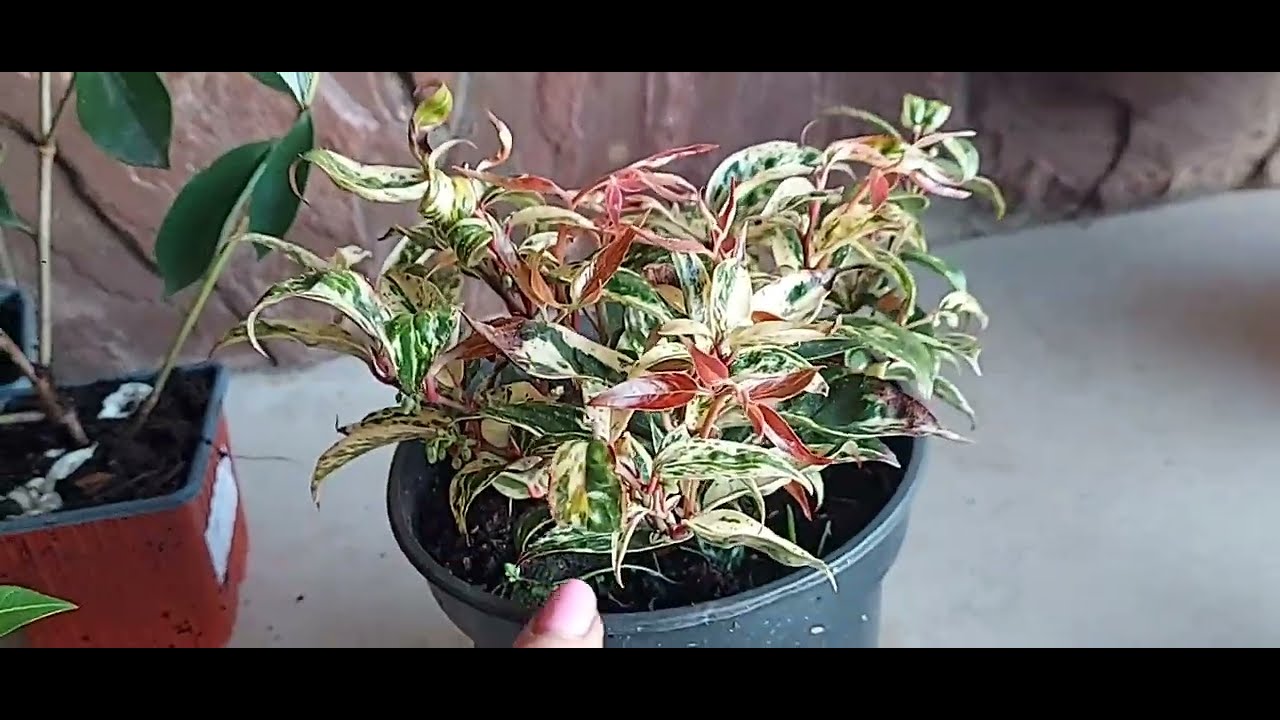 Кущі з яскравим листям  з Райського куточка 😍