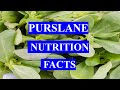 Purslane  health benefits and nutrition facts