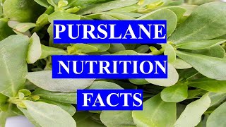 PURSLANE  HEALTH BENEFITS AND NUTRITION FACTS