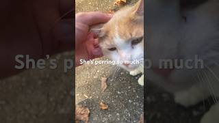 Stray Cat Gets VERY Excited to See Me!
