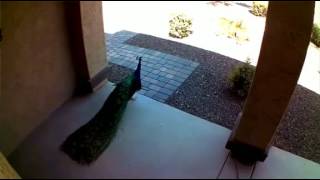 Blink Home Security Camera Catches Peak of Peacock
